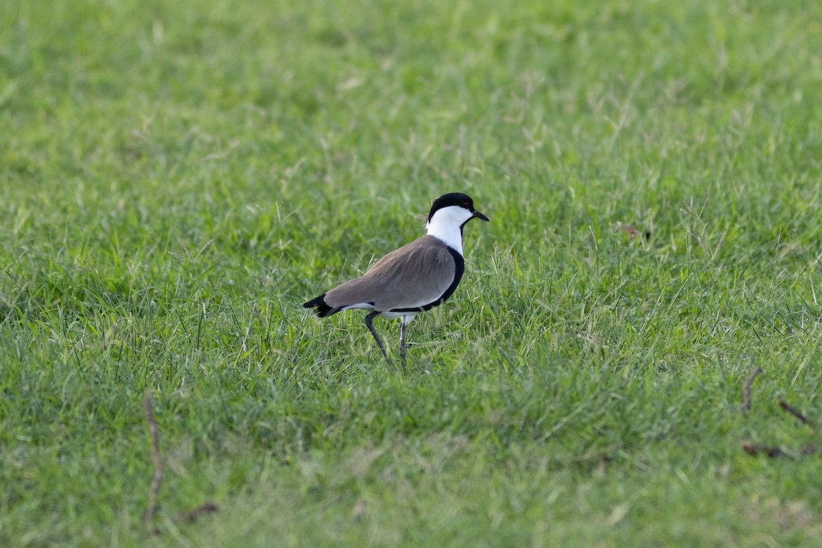Spur-winged Lapwing - ML634393573