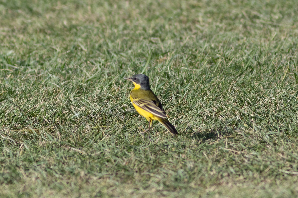 Western Yellow Wagtail (feldegg) - ML634393578