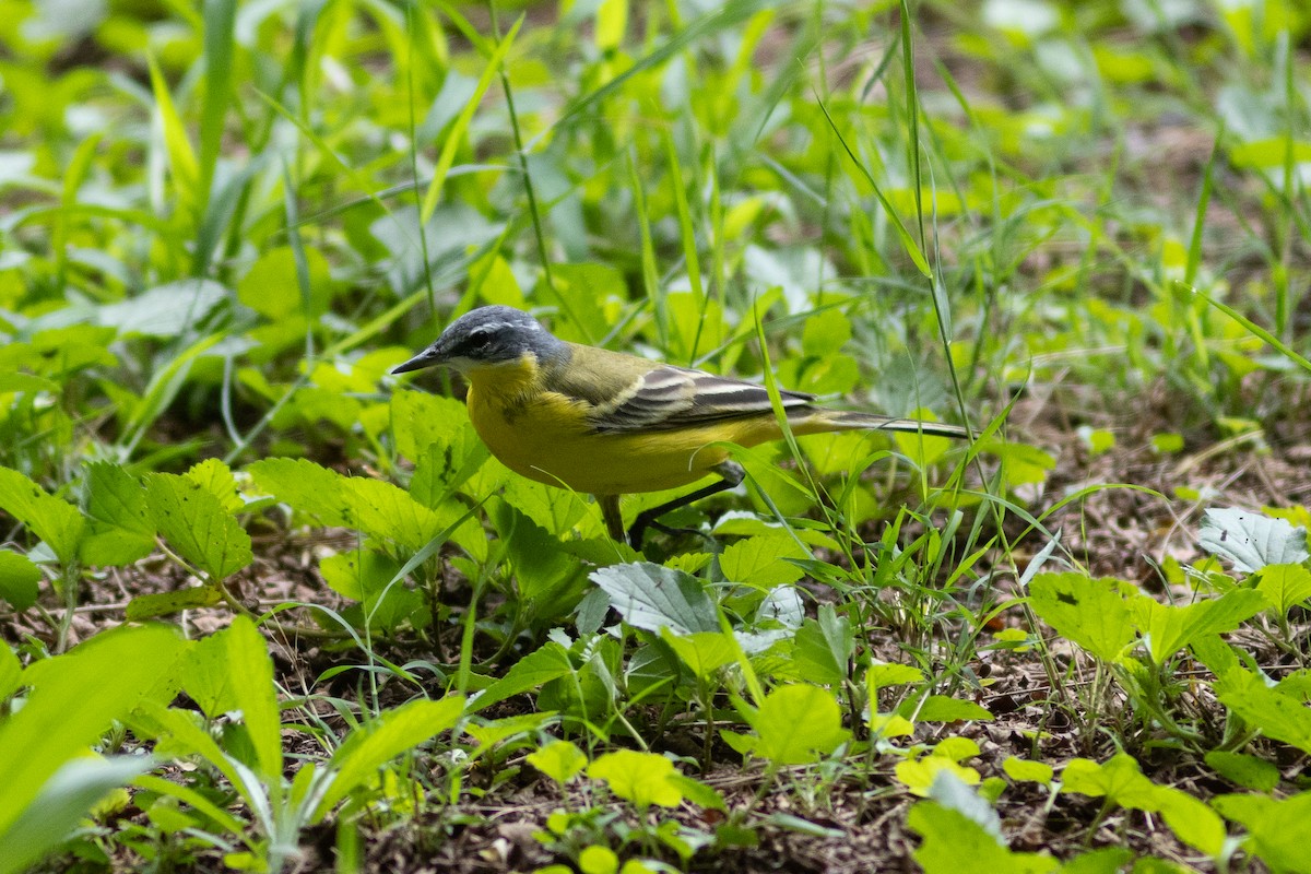 Western Yellow Wagtail (flava/beema) - ML634393582