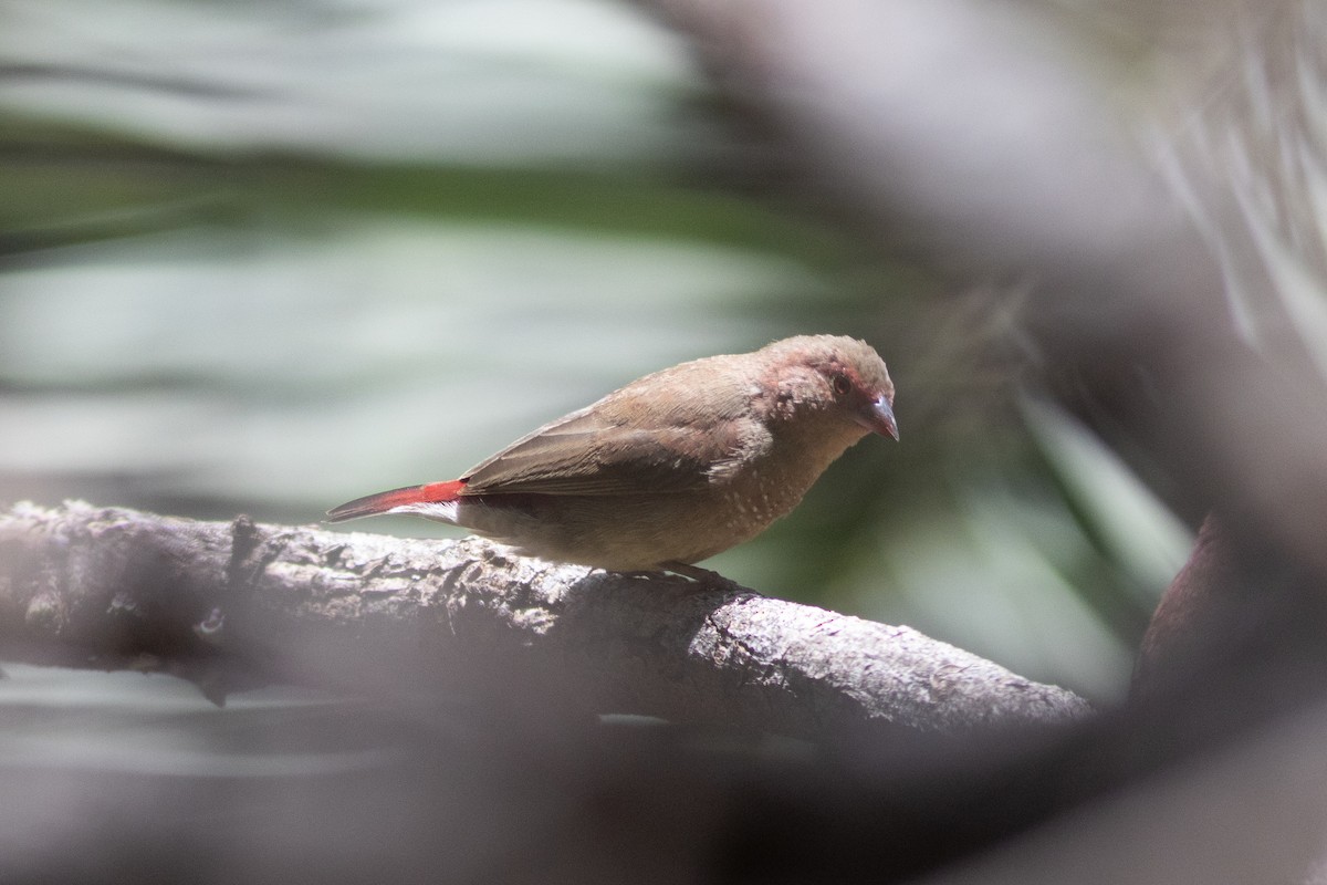 Red-billed Firefinch - ML634393600