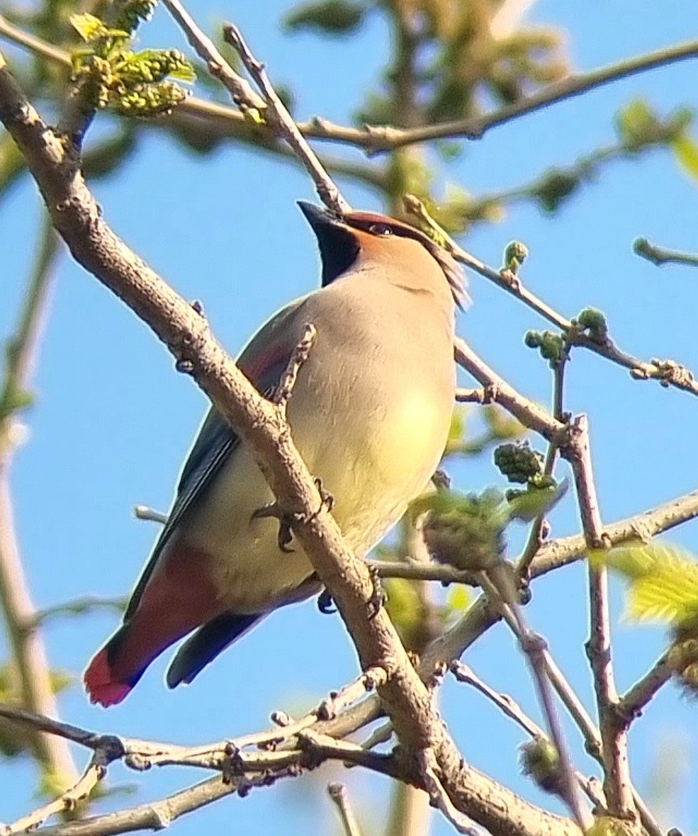 Japanese Waxwing - ML634393647