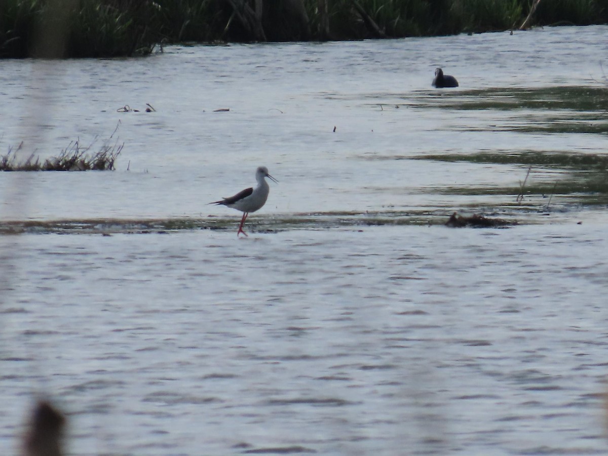 Эгэл хилэн жигүүр - ML634393669