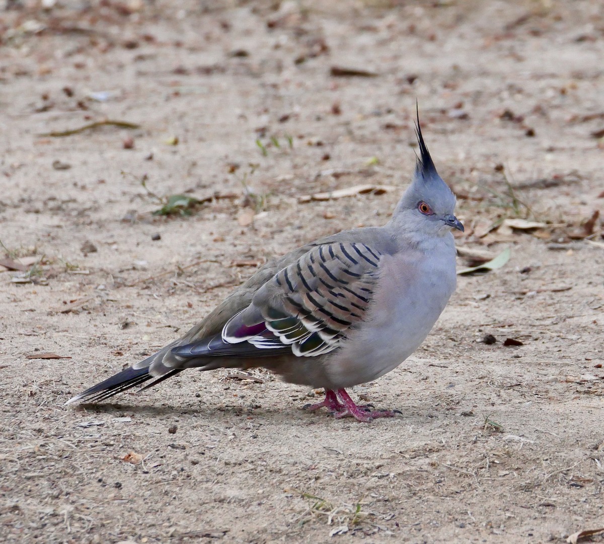 Crested Pigeon - ML634393762
