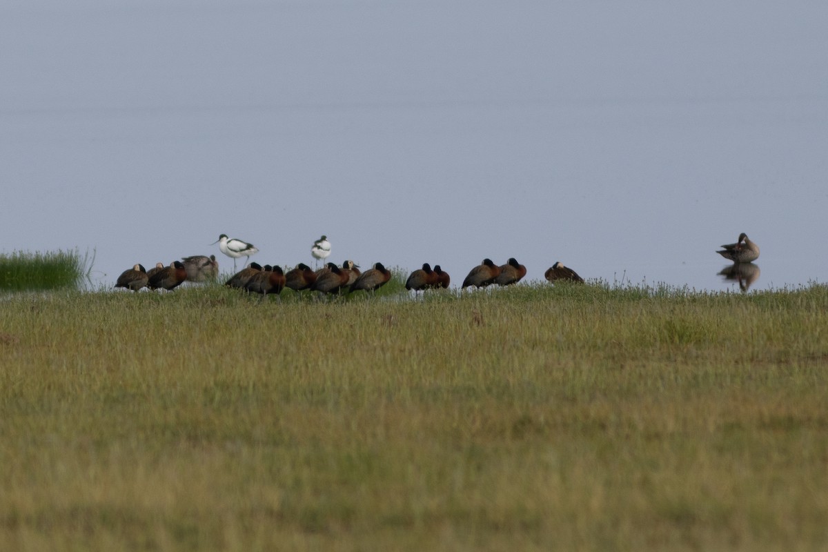 White-faced Whistling-Duck - ML634393787