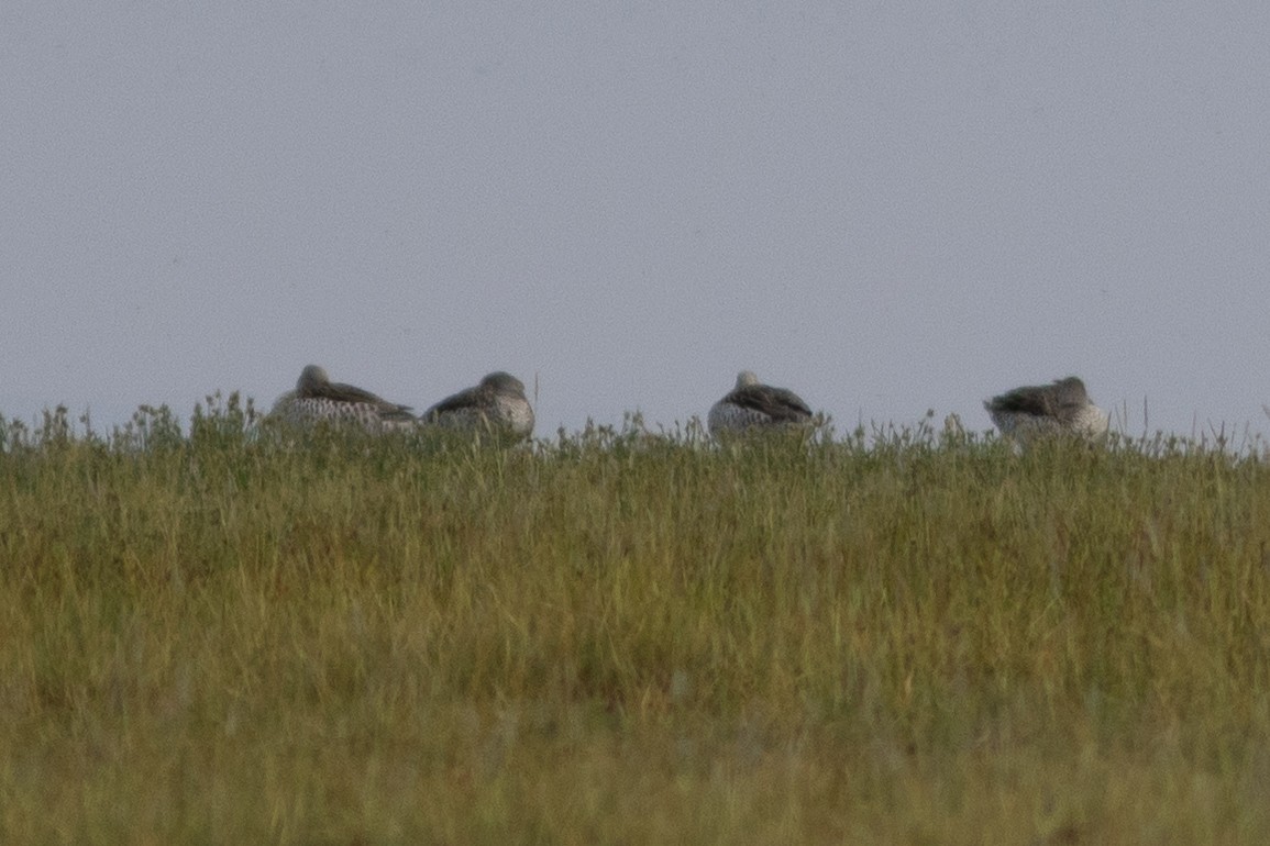 Cape Teal - ML634393797