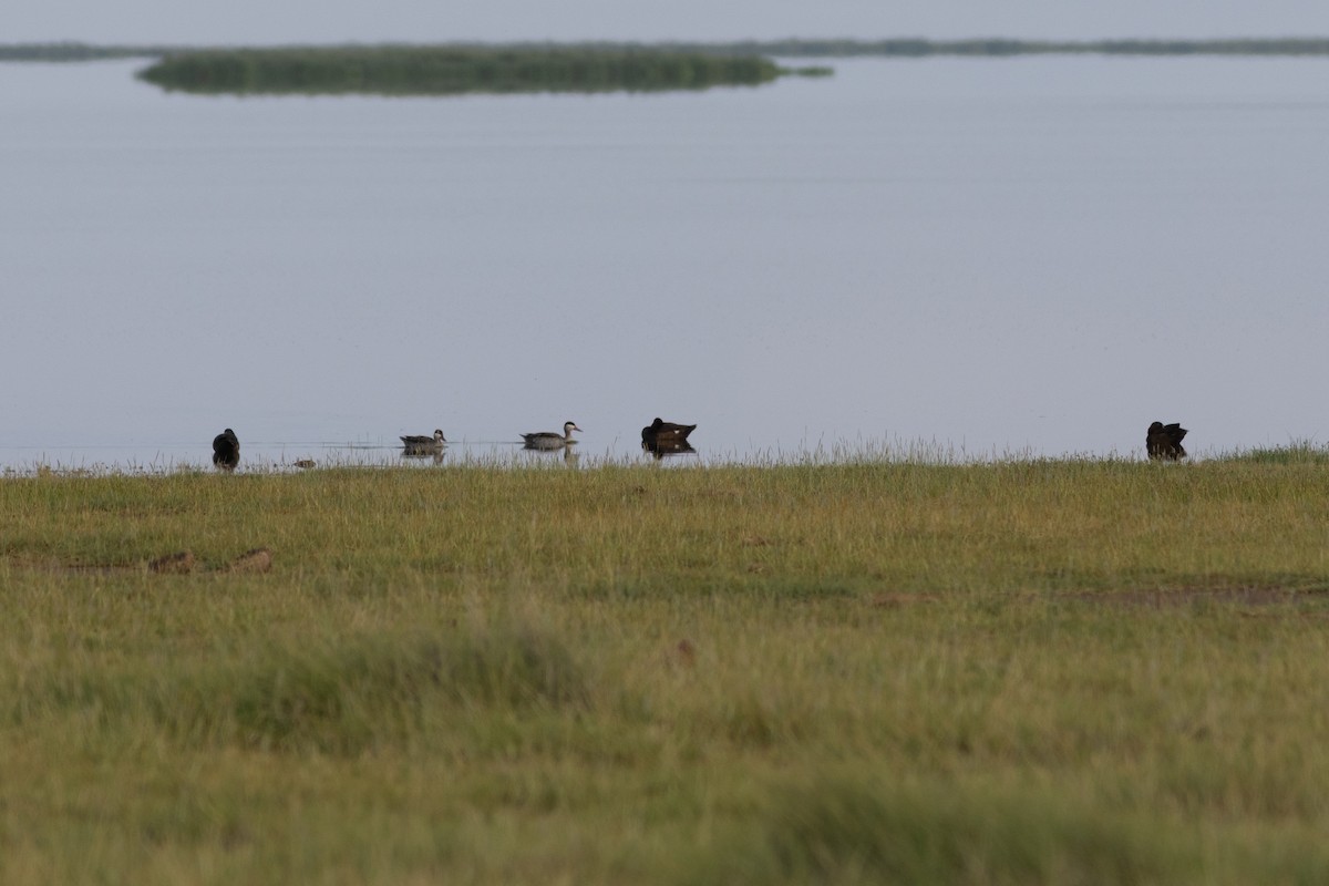 Southern Pochard - ML634393800
