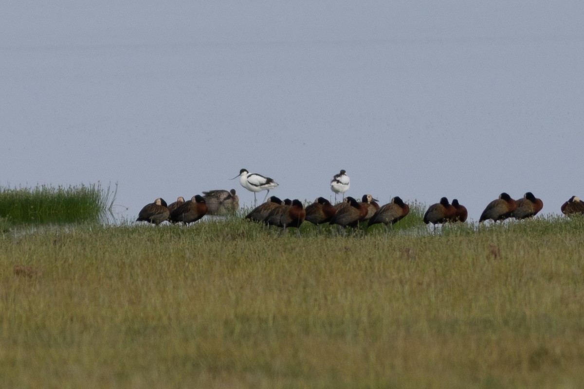 Pied Avocet - ML634393803