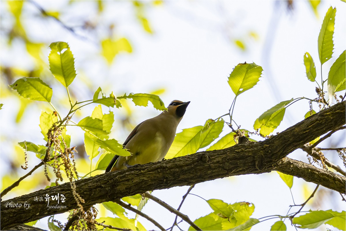 Japanese Waxwing - ML634393907