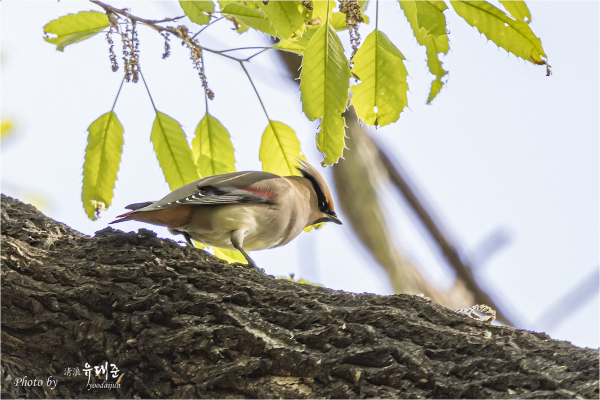 Japanese Waxwing - ML634393908