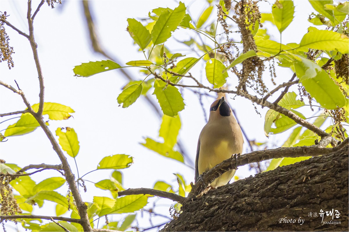 Japanese Waxwing - ML634393909