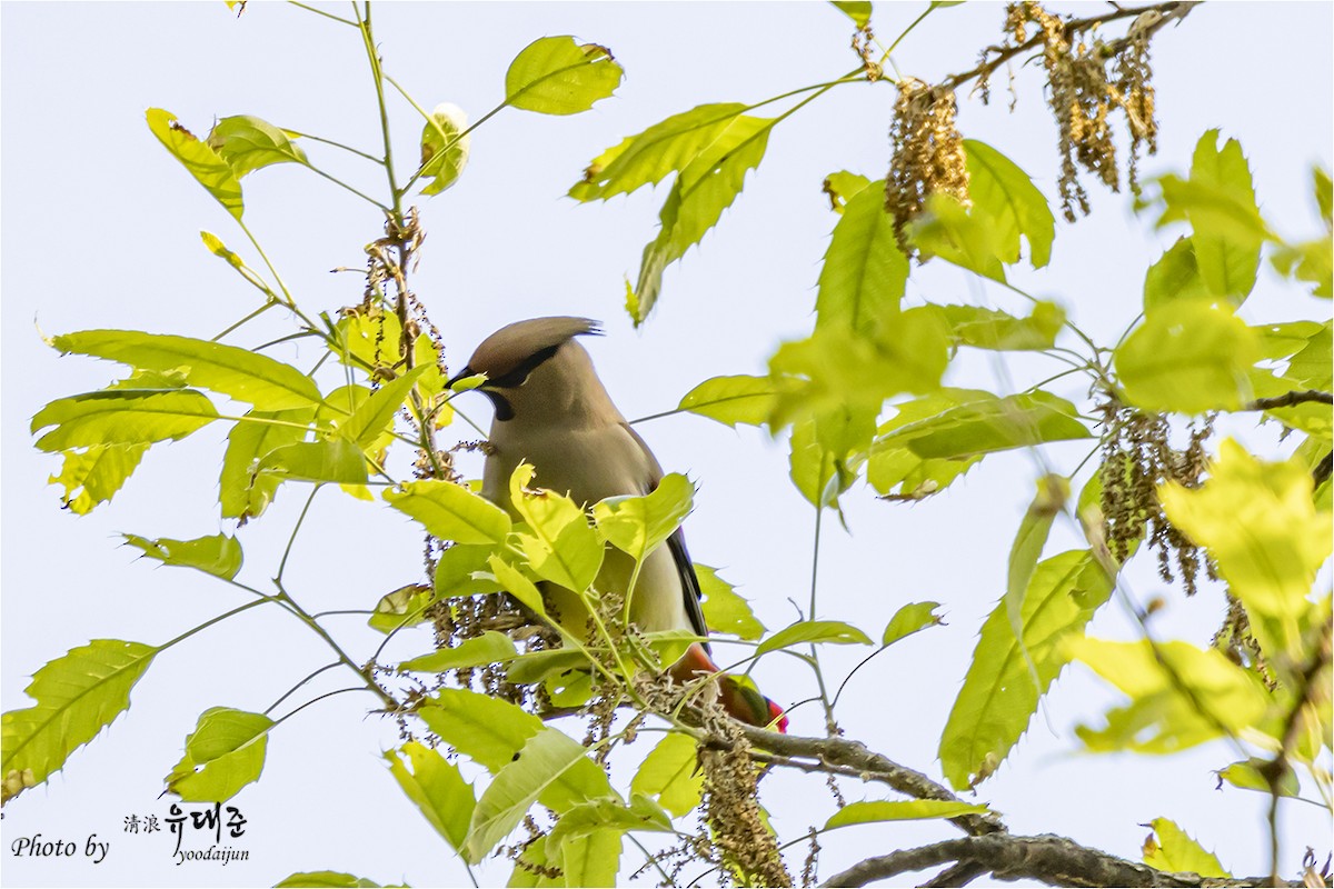 Japanese Waxwing - ML634393910
