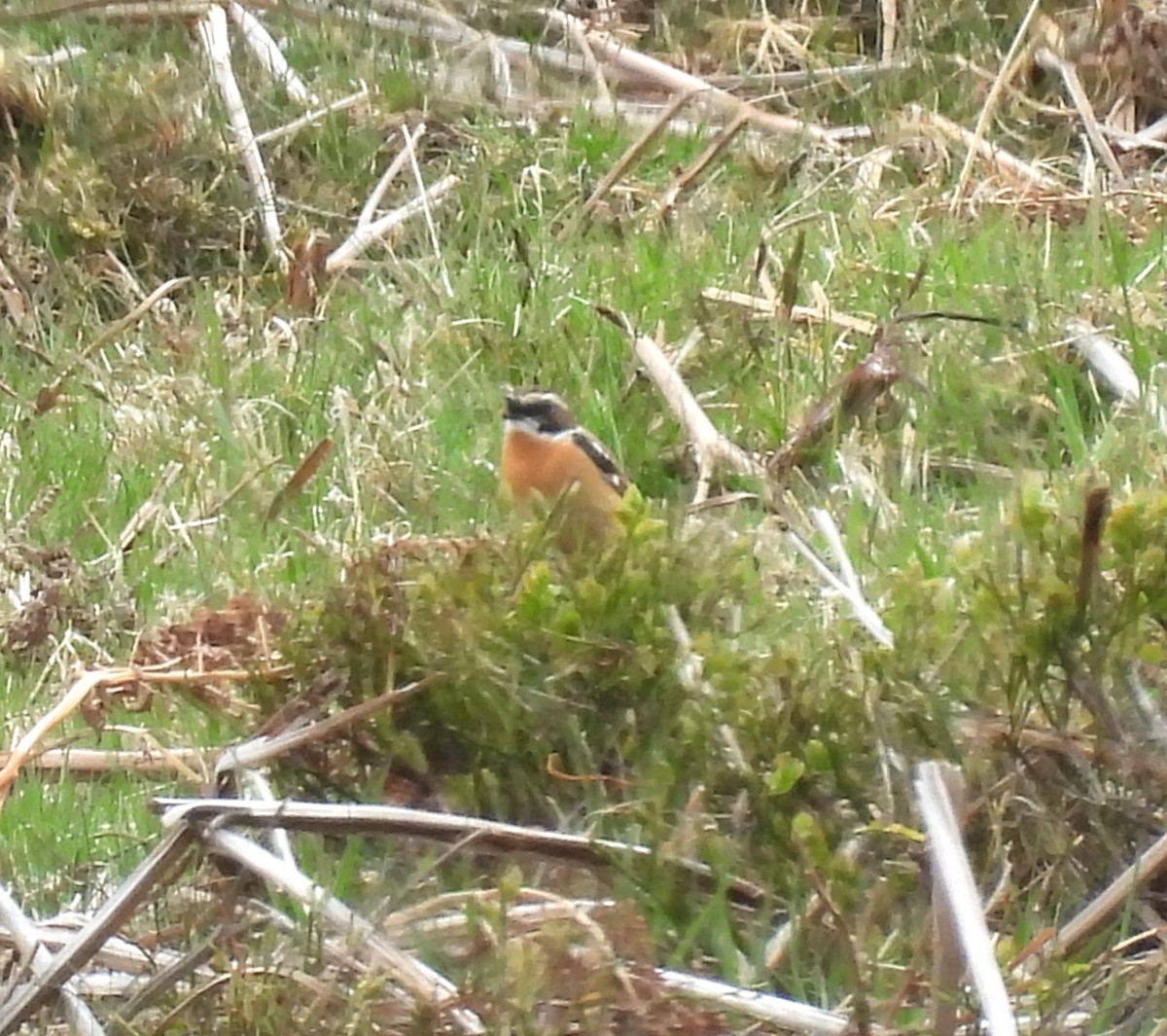 Braunkehlchen - ML634393964
