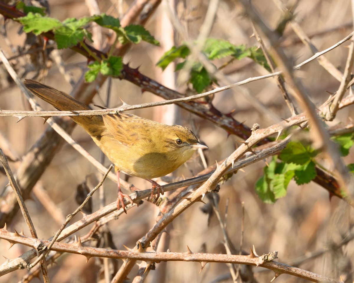 Common Grasshopper Warbler - ML634394096