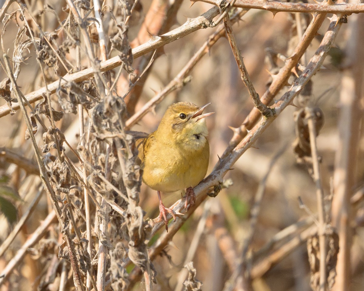 Common Grasshopper Warbler - ML634394124