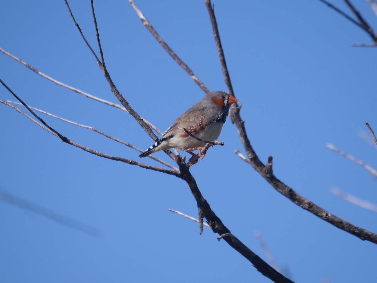 Zebra Finch - ML634394158
