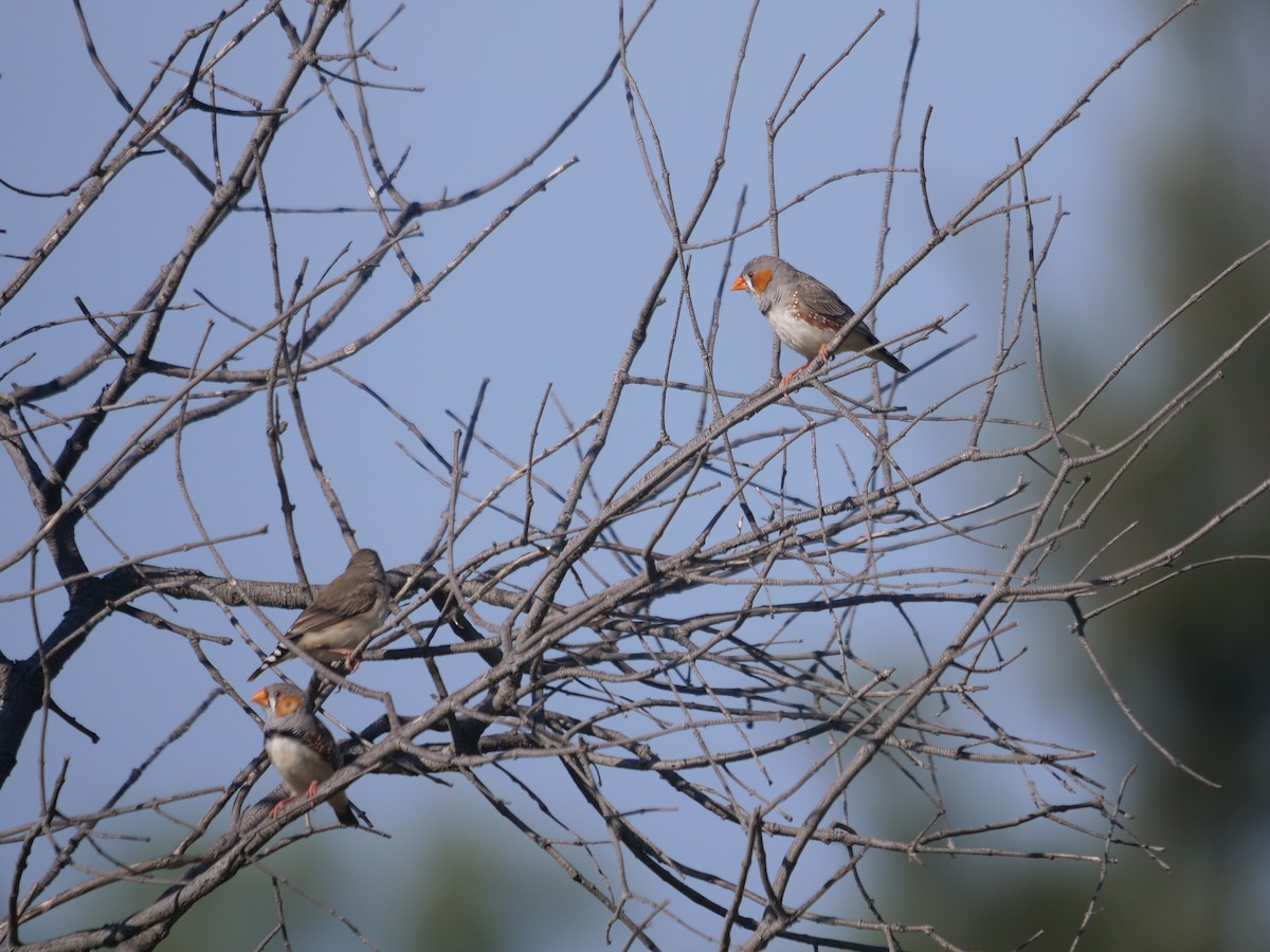 Zebra Finch - ML634394160