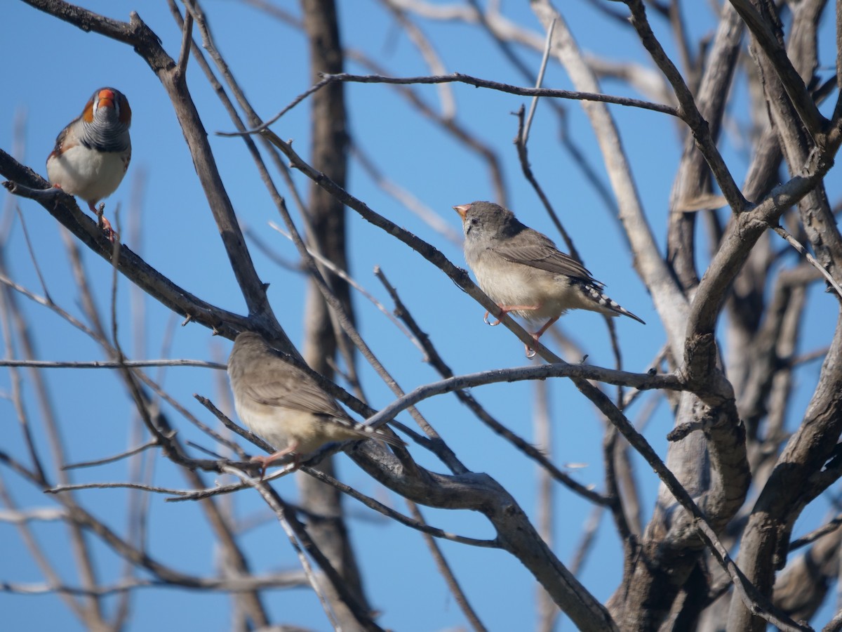 Zebra Finch - ML634394162