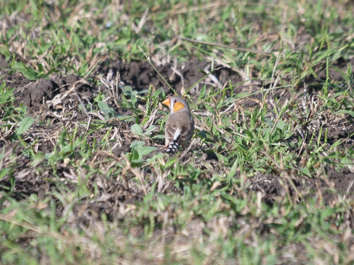 Zebra Finch - ML634394163