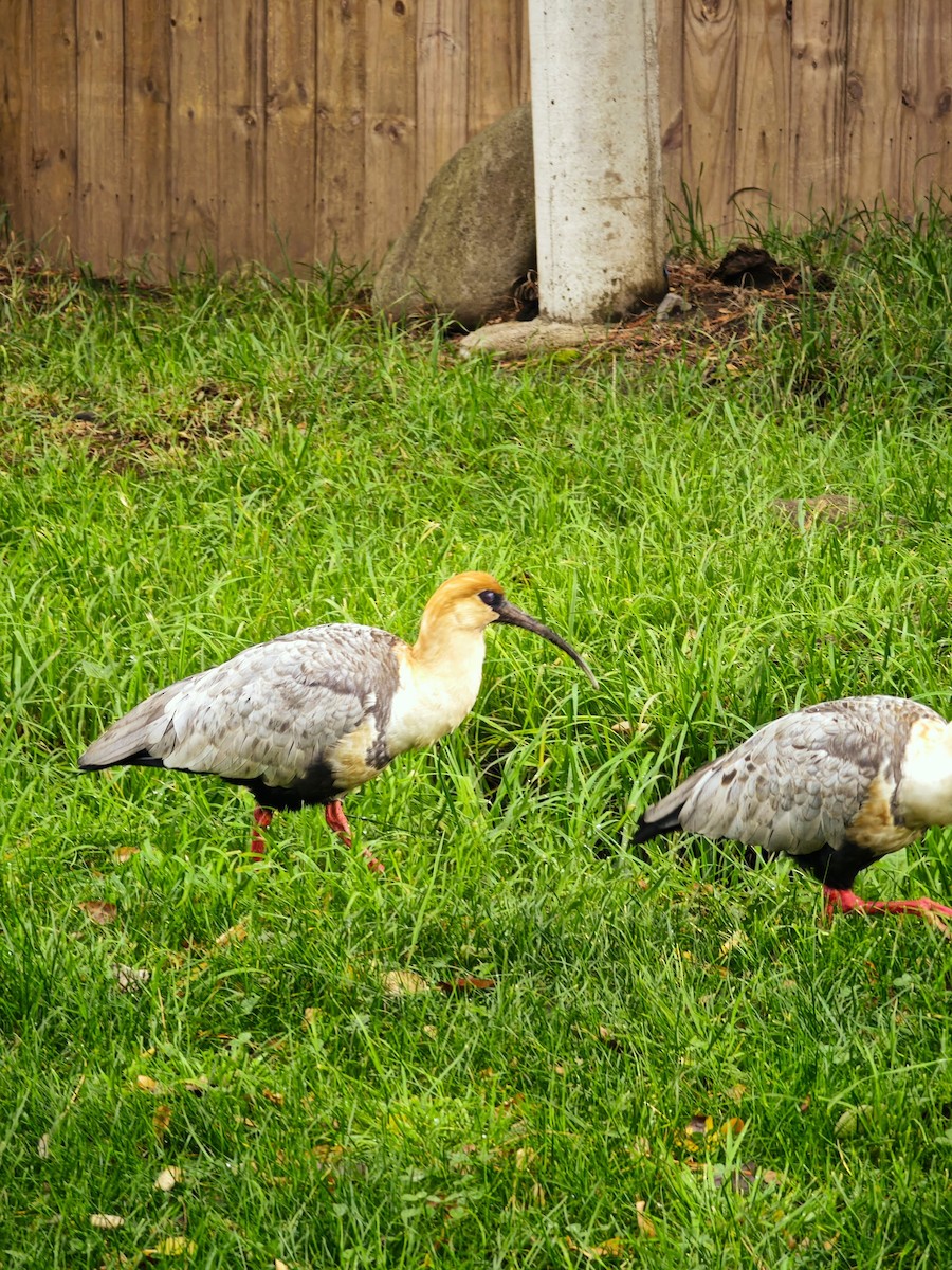 Black-faced Ibis - ML634394166