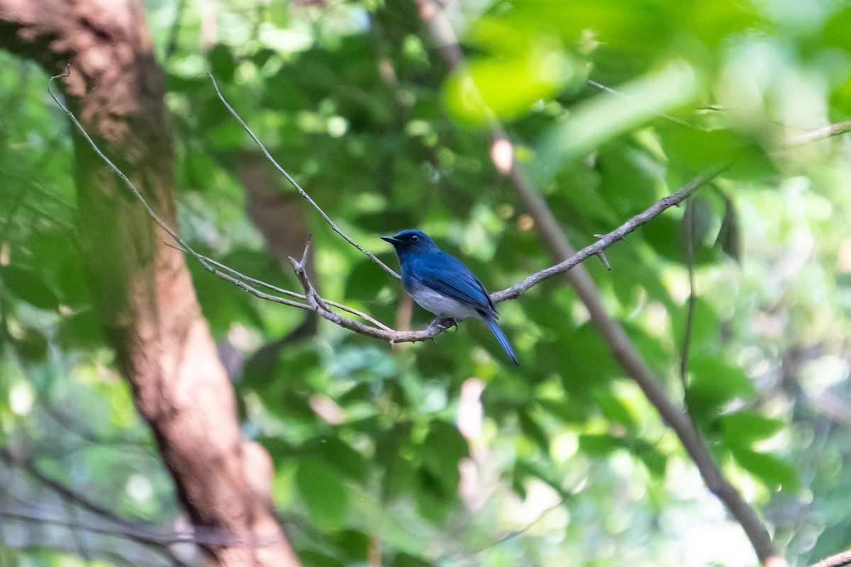 Белобрюхая нильтава - ML634394169