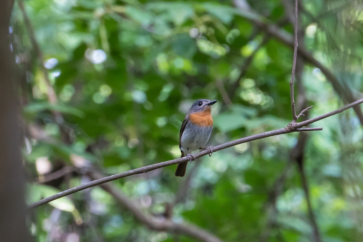 Белобрюхая нильтава - ML634394170