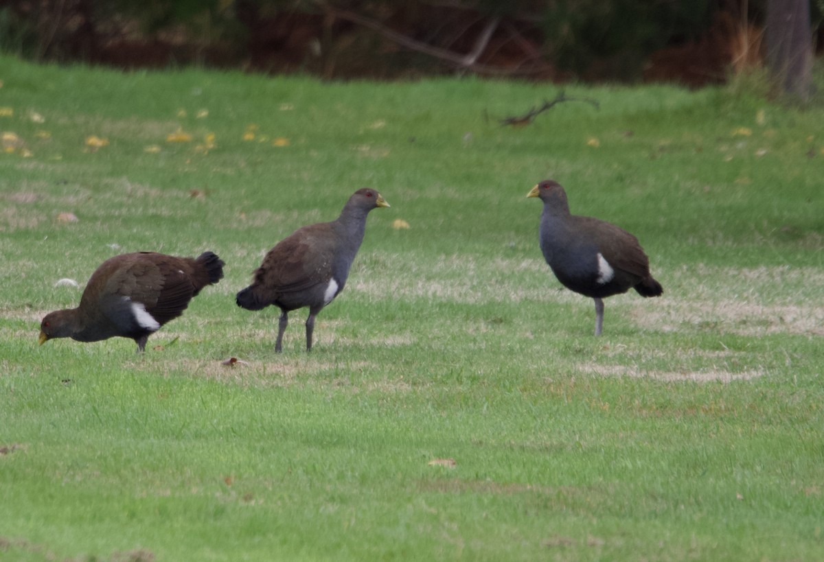 Tasmanian Nativehen - ML634394189