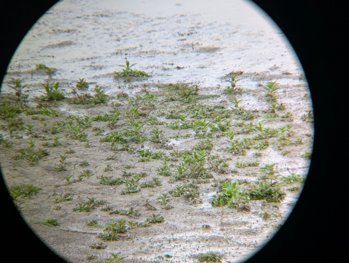 Siberian Pipit - ML634394321