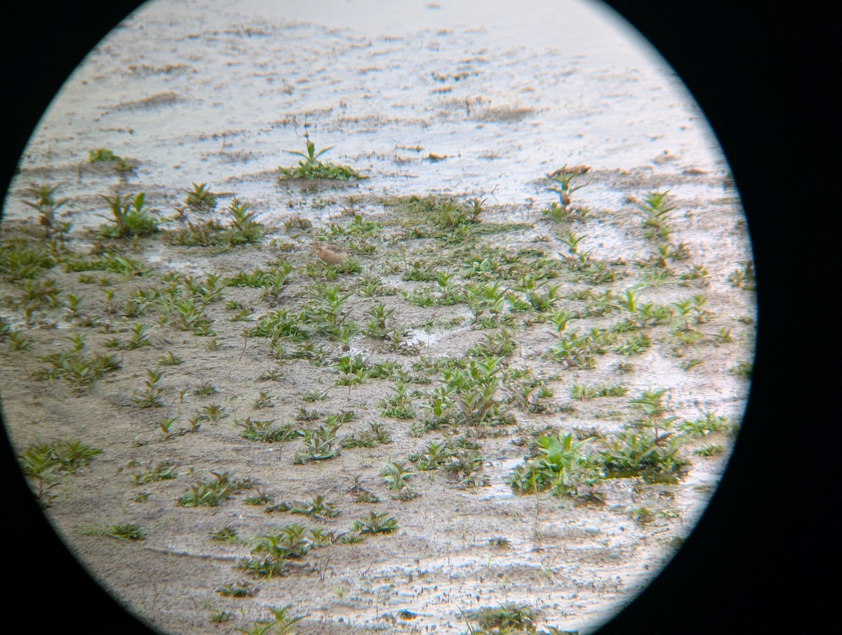 Siberian Pipit - ML634394322