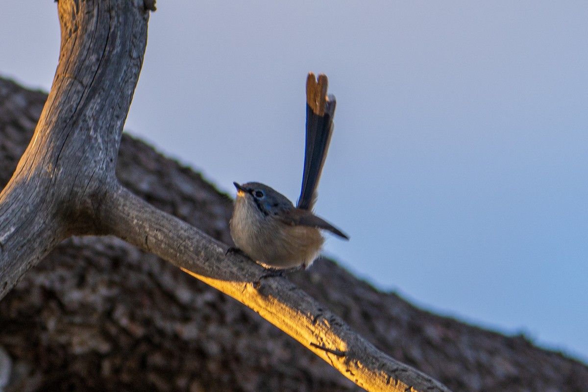 Purple-backed Fairywren - ML634394603