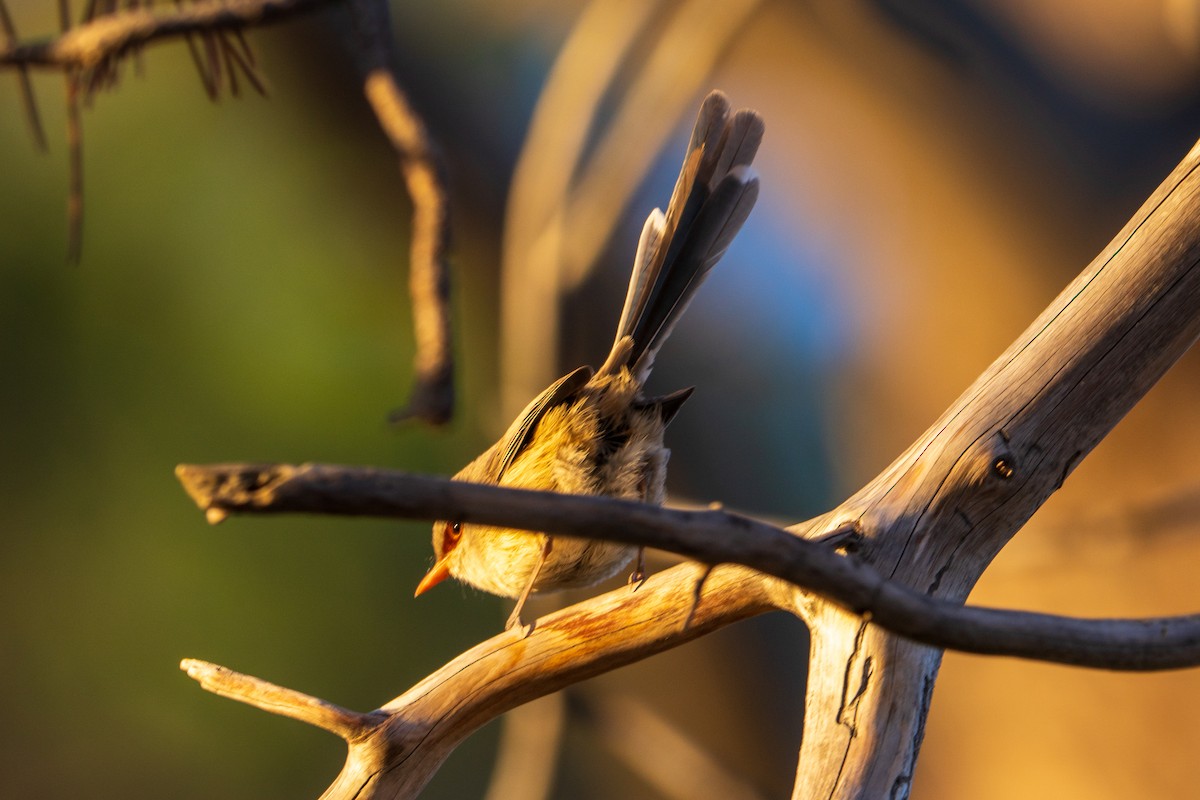 Purple-backed Fairywren - ML634394604