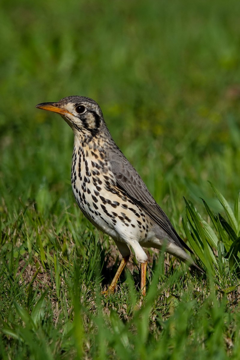 Groundscraper Thrush - ML634394638