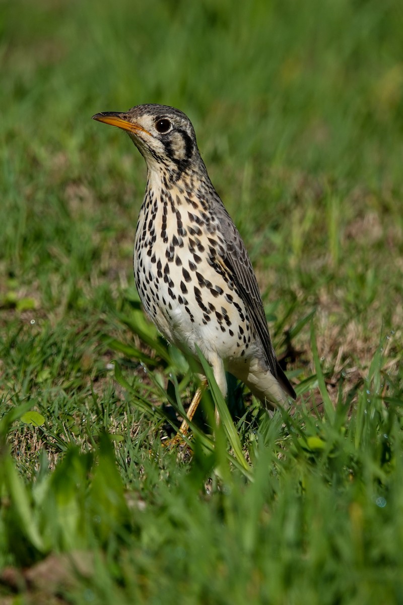 Groundscraper Thrush - ML634394639
