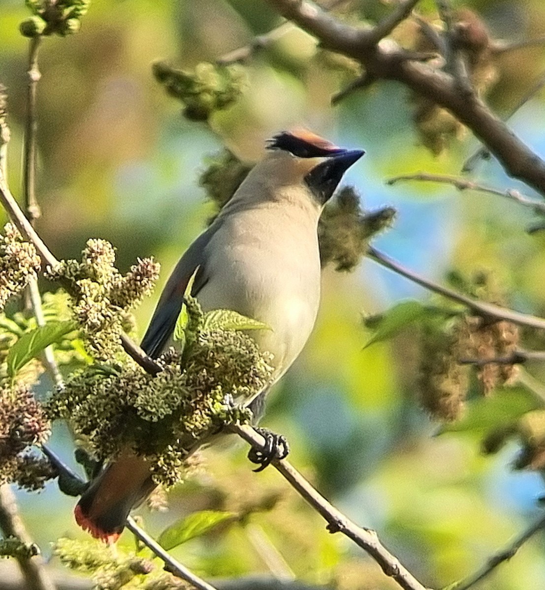 Japanese Waxwing - ML634394735