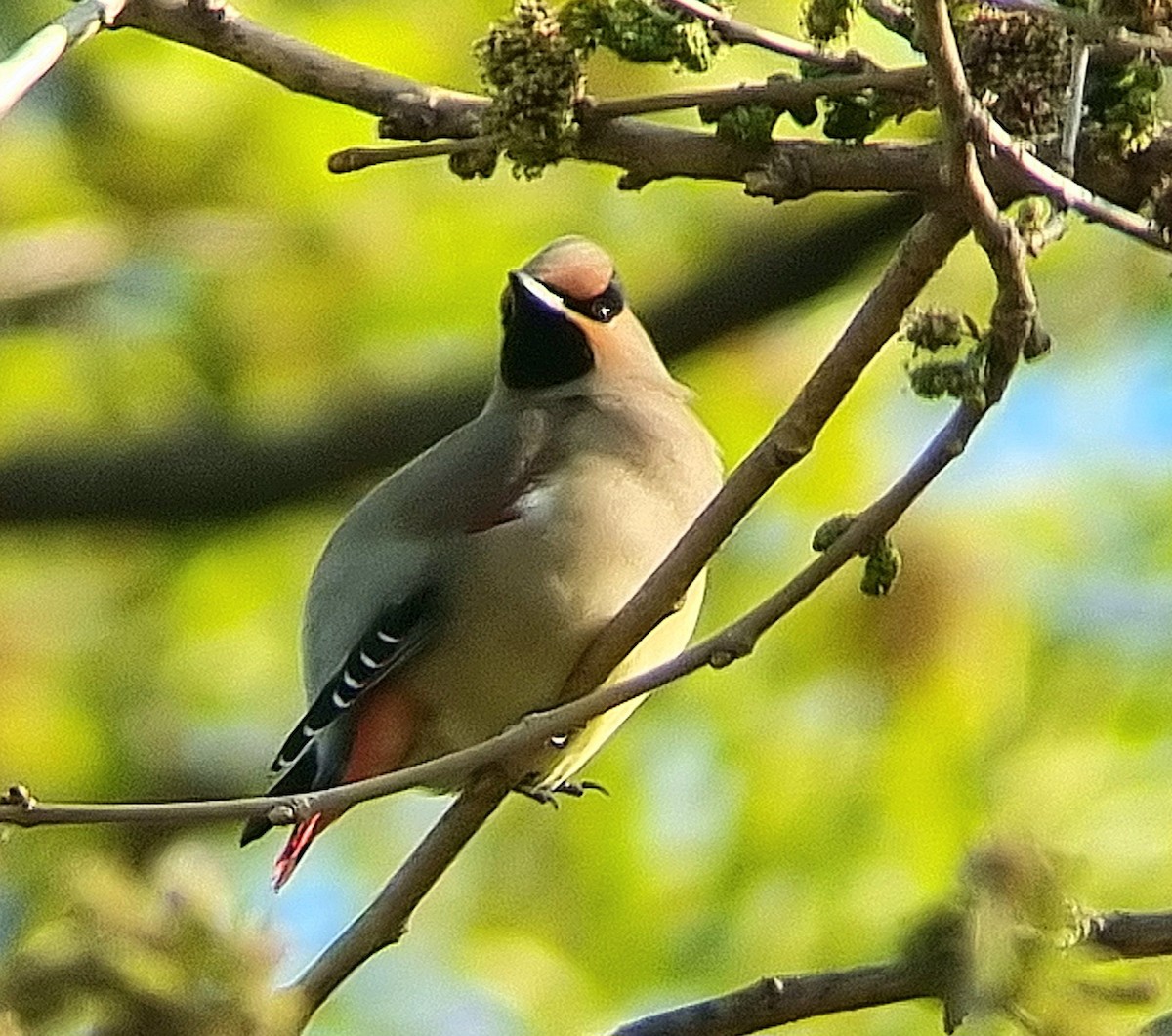 Japanese Waxwing - ML634394737