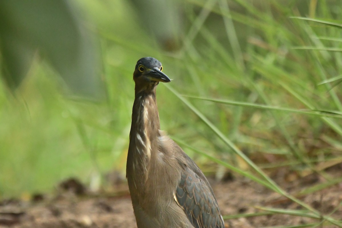 Striated Heron - ML634394781