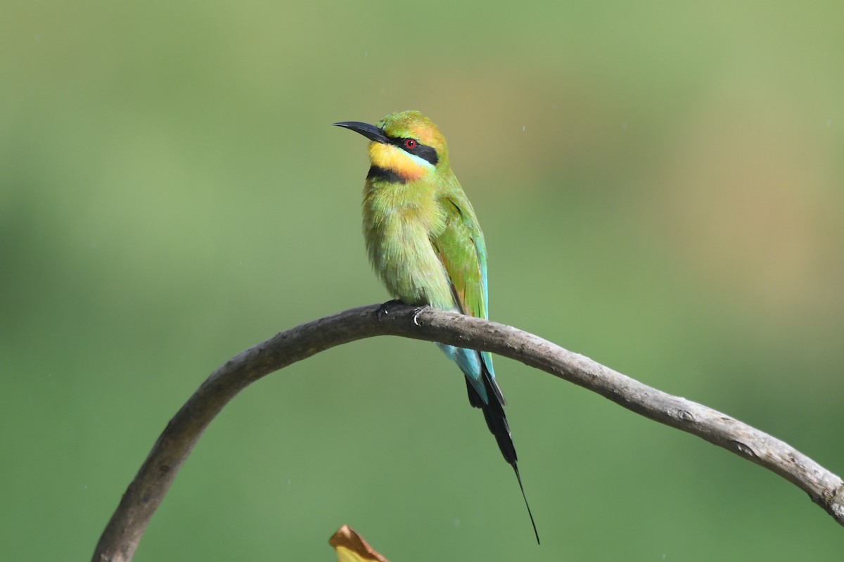 Rainbow Bee-eater - ML634394787