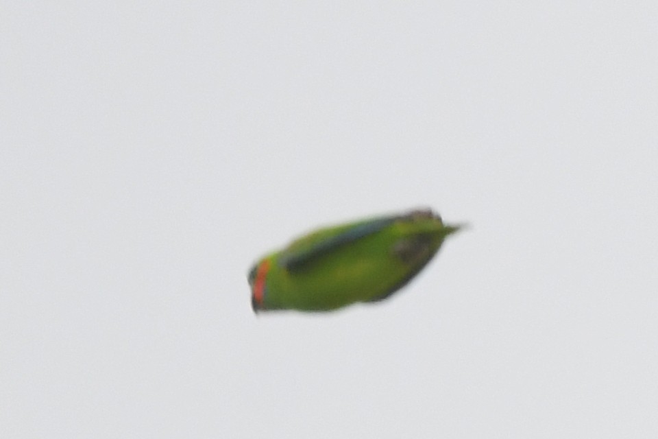 Double-eyed Fig-Parrot - ML634394792