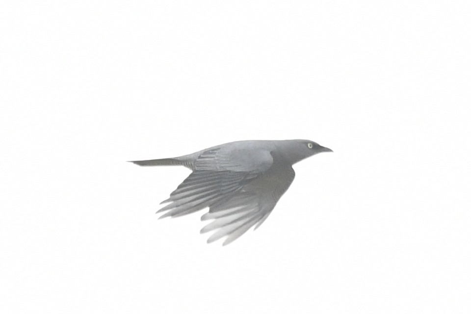 Barred Cuckooshrike - ML634394794