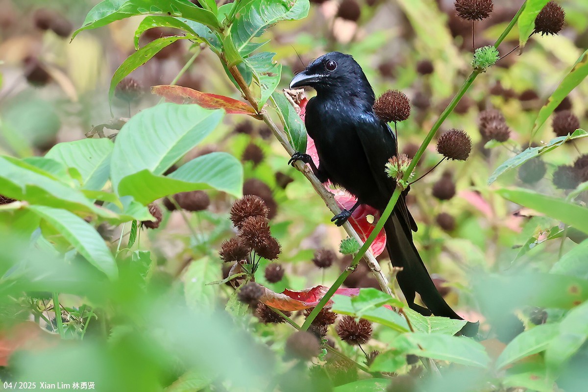 Andaman Drongo - ML634394796