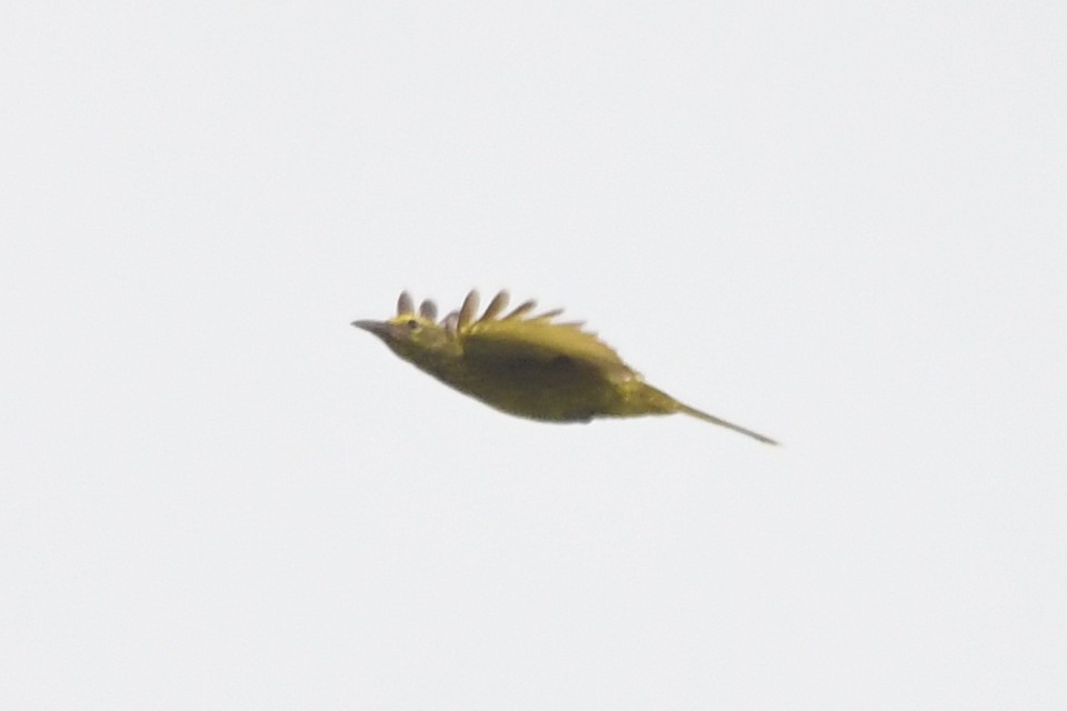 Green Oriole - ML634394798
