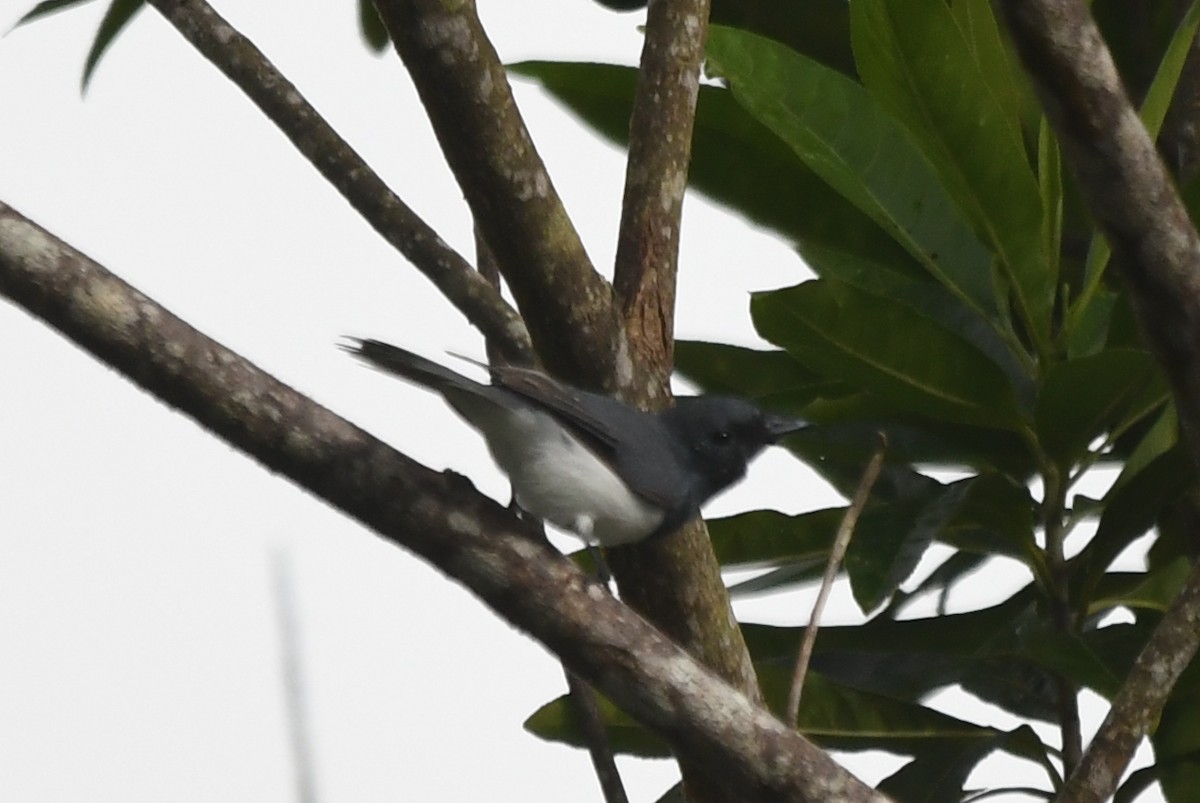 Leaden Flycatcher - ML634394799
