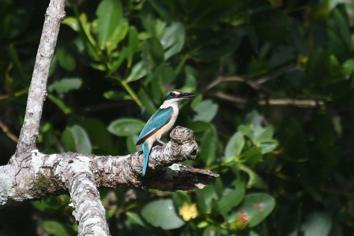 Sacred Kingfisher - ML634394806