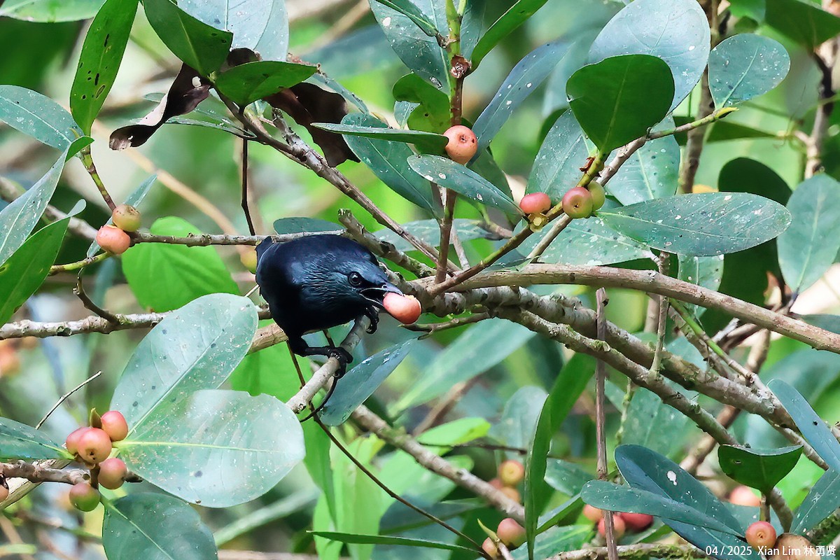 Asian Glossy Starling - ML634394808