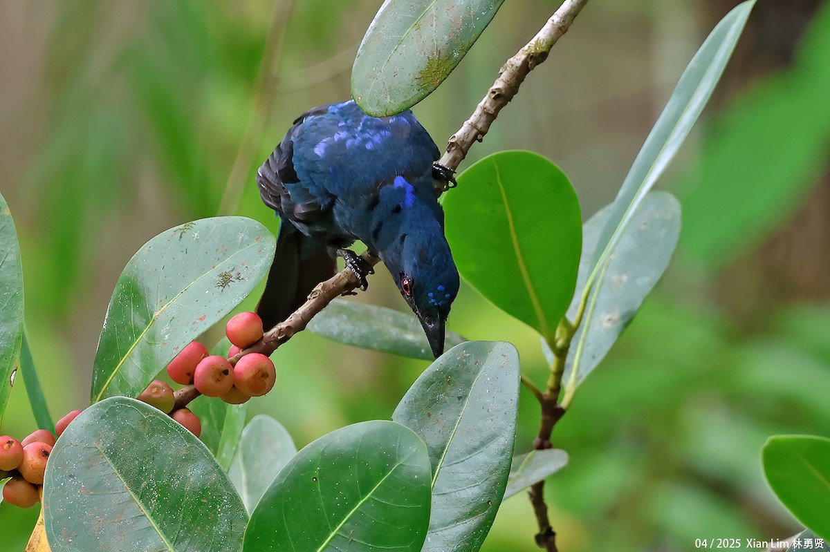 Asian Fairy-bluebird - ML634394812