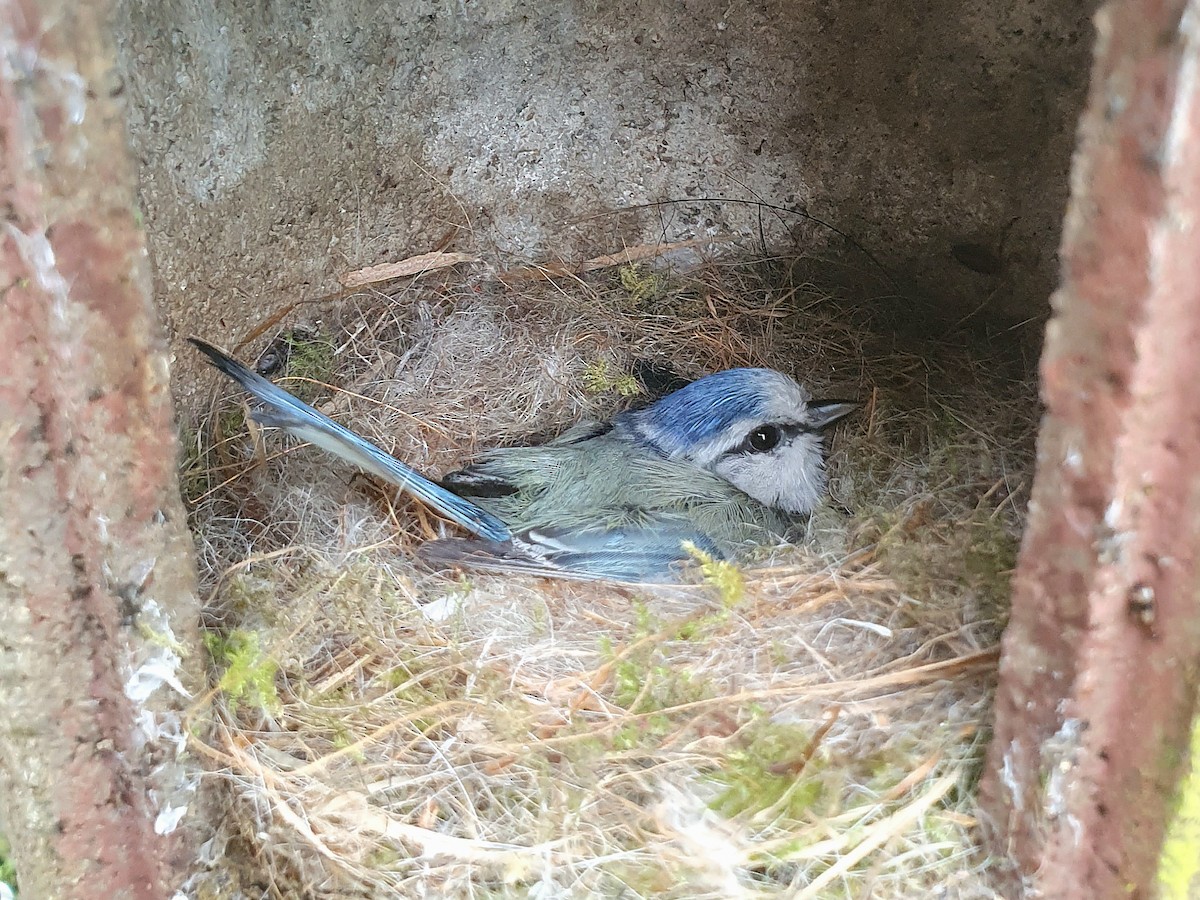 Eurasian Blue Tit - ML634394816