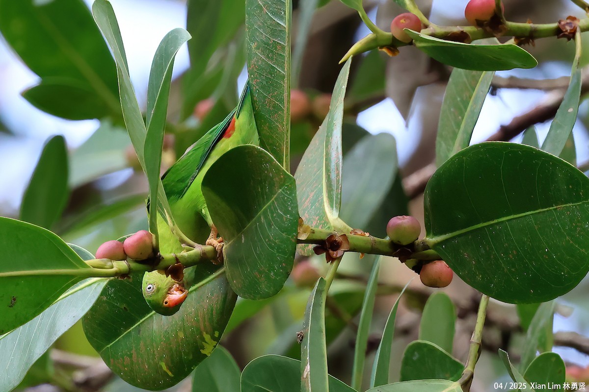 Vernal Hanging-Parrot - ML634394819