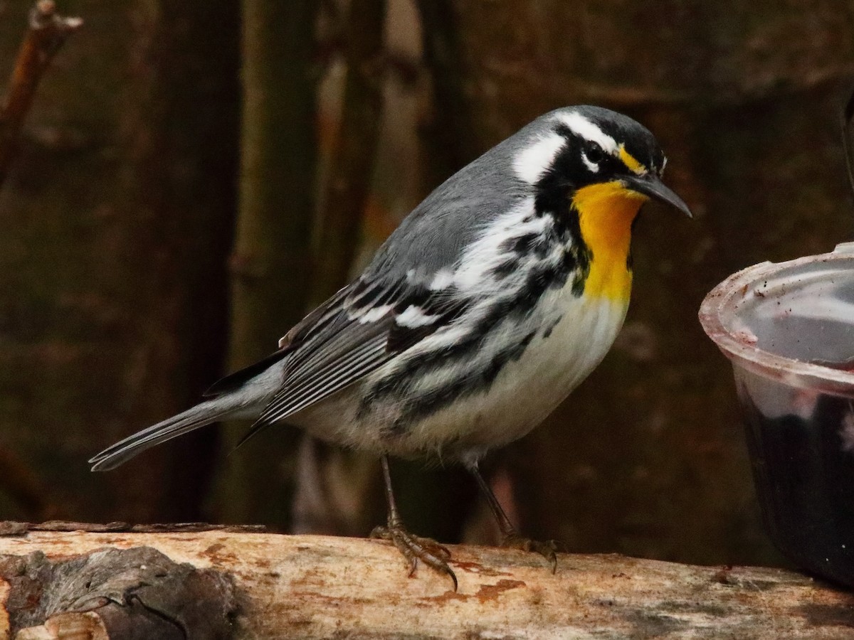 Yellow-throated Warbler - ML634394895
