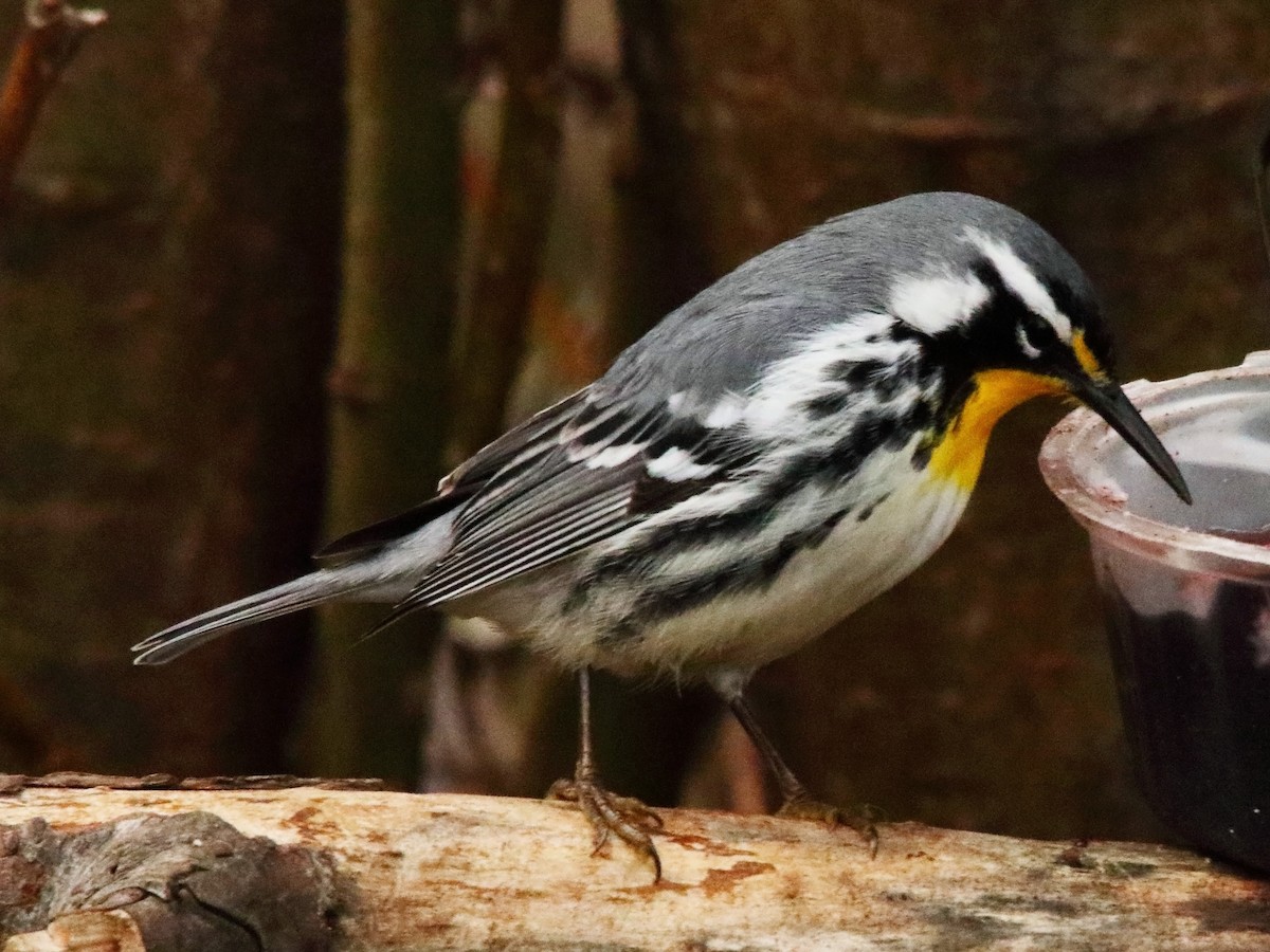 Yellow-throated Warbler - ML634394904