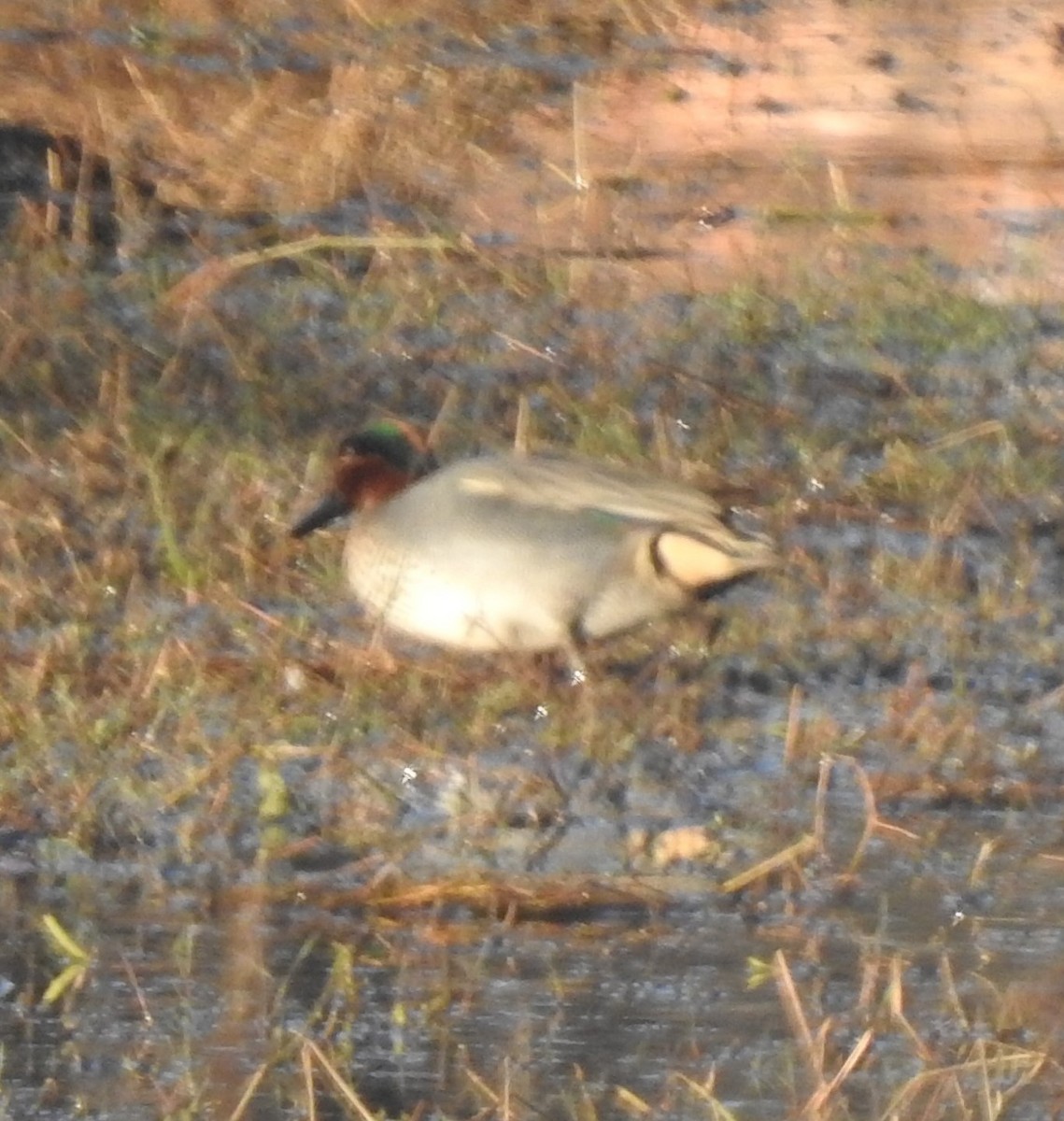Green-winged Teal - ML634395028