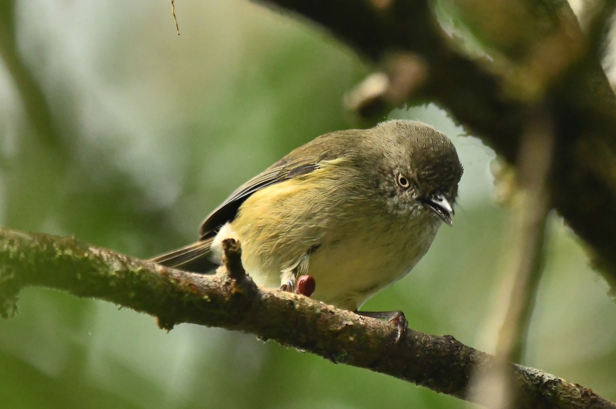Mountain Thornbill - ML634395029